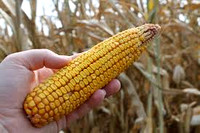 Group 1 GMO Corn